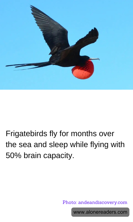 Frigatebirds fly for months over the sea and sleep while flying with 50% brain capacity.