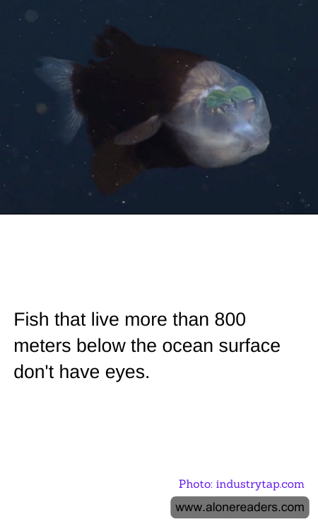 Fish that live more than 800 meters below the ocean surface don't have eyes.