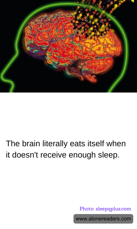 The brain literally eats itself when it doesn't receive enough sleep.
