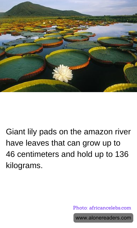 Giant lily pads on the amazon river have leaves that can grow up to 46 centimeters and hold up to 136 kilograms.