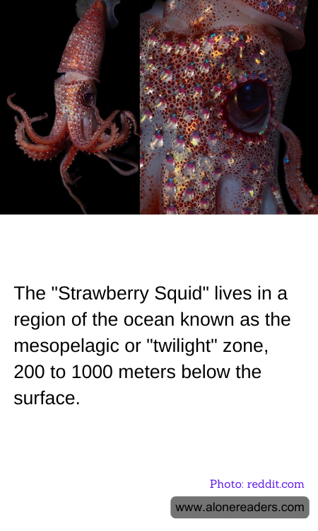 General Knowledge Learning Cards