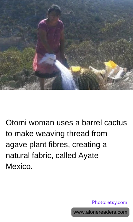 Otomi woman uses a barrel cactus to make weaving thread from agave plant fibres, creating a natural fabric, called Ayate Mexico.
