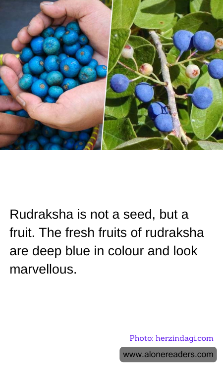 Rudraksha is not a seed, but a fruit. The fresh fruits of rudraksha are deep blue in colour and look marvellous.