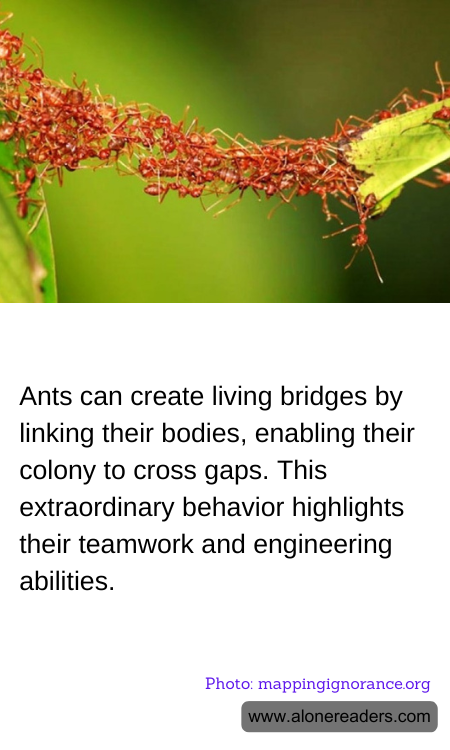 General Knowledge Learning Cards