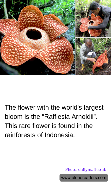 The flower with the world's largest bloom is the “Rafflesia Arnoldii”. This rare flower is found in the rainforests of Indonesia.