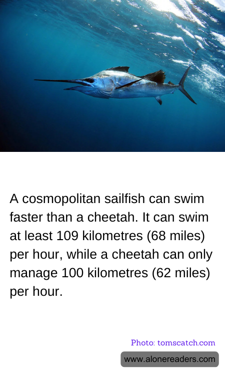 A cosmopolitan sailfish can swim faster than a cheetah. It can swim at least 109 kilometres (68 miles) per hour, while a cheetah can only manage 100 kilometres (62 miles) per hour.