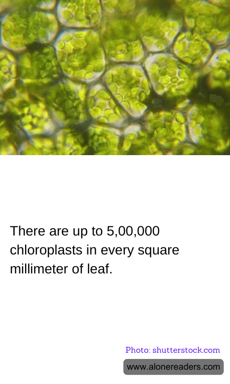 General Knowledge Learning Cards