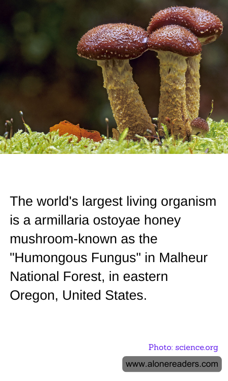 General Knowledge Learning Cards