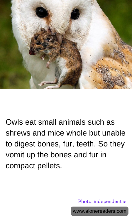 General Knowledge Learning Cards