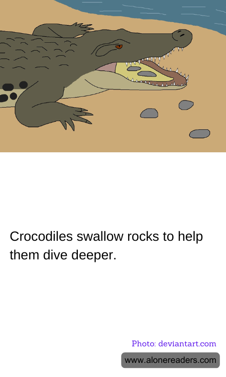 General Knowledge Learning Cards