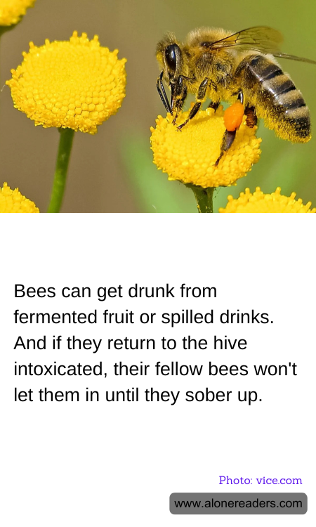 General Knowledge Learning Cards