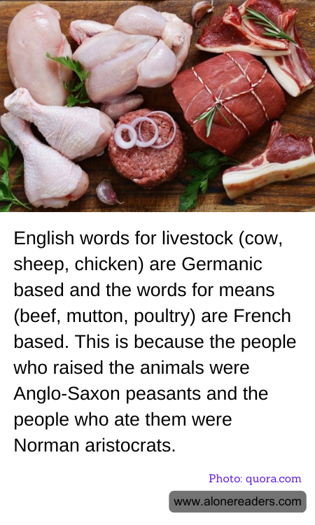 English words for livestock (cow, sheep, chicken) are Germanic based and the words for means (beef, mutton, poultry) are French based. This is because the people who raised the animals were Anglo-Saxon peasants and the people who ate them were Norman aristocrats.