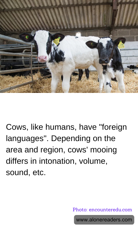 General Knowledge Learning Cards