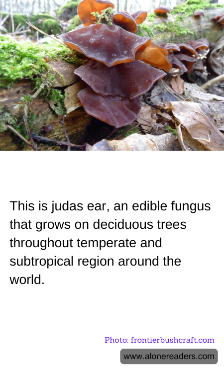 General Knowledge Learning Cards