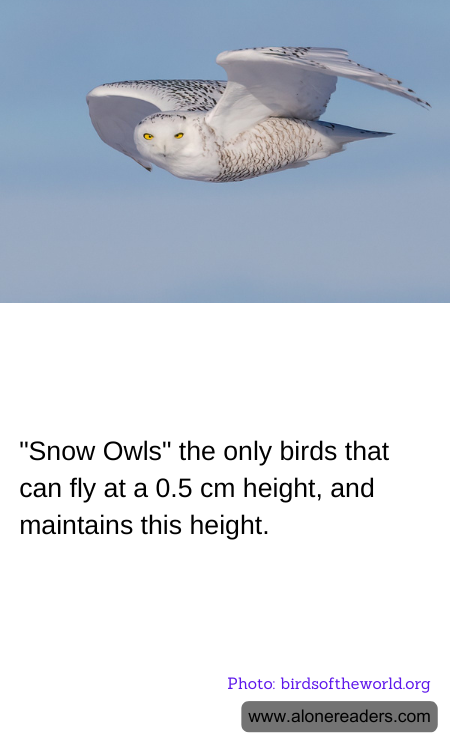 "Snow Owls" the only birds that can fly at a 0.5 cm height, and maintains this height.