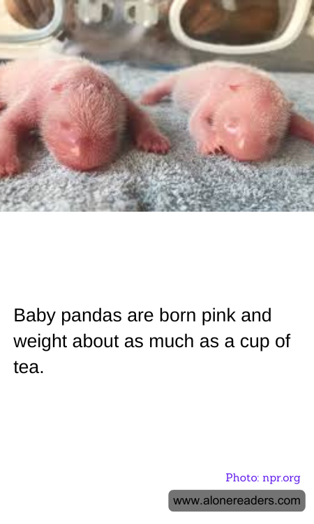 Baby pandas are born pink and weight about as much as a cup of tea.