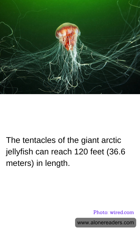 General Knowledge Learning Cards
