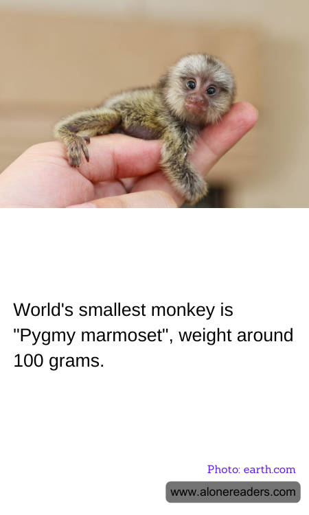 World's smallest monkey is "Pygmy marmoset", weight around 100 grams.
