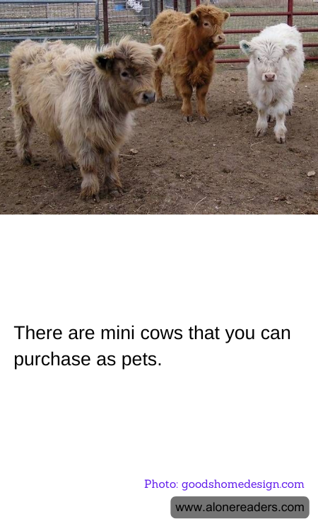 There are mini cows that you can purchase as pets.