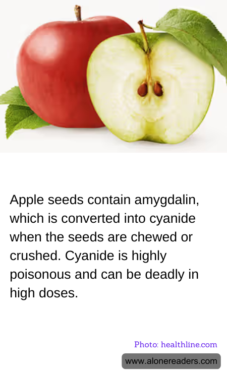 Apple seeds contain amygdalin, which is converted into cyanide when the seeds are chewed or crushed. Cyanide is highly poisonous and can be deadly in high doses.