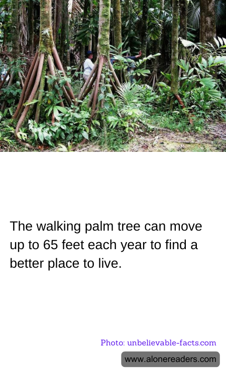 General Knowledge Learning Cards