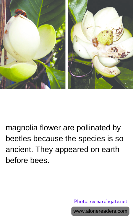 General Knowledge Learning Cards