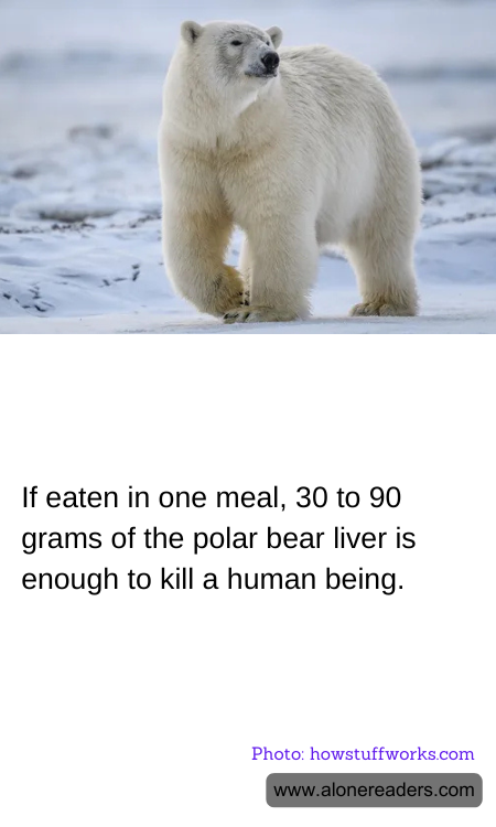 If eaten in one meal, 30 to 90 grams of the polar bear liver is enough to kill a human being.