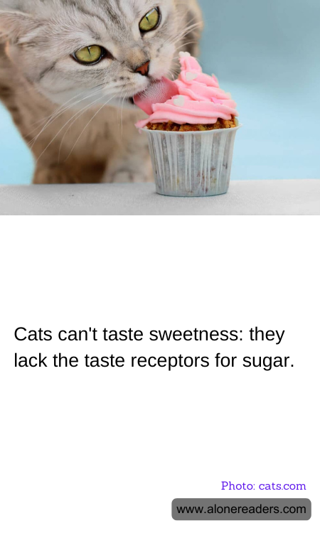 General Knowledge Learning Cards