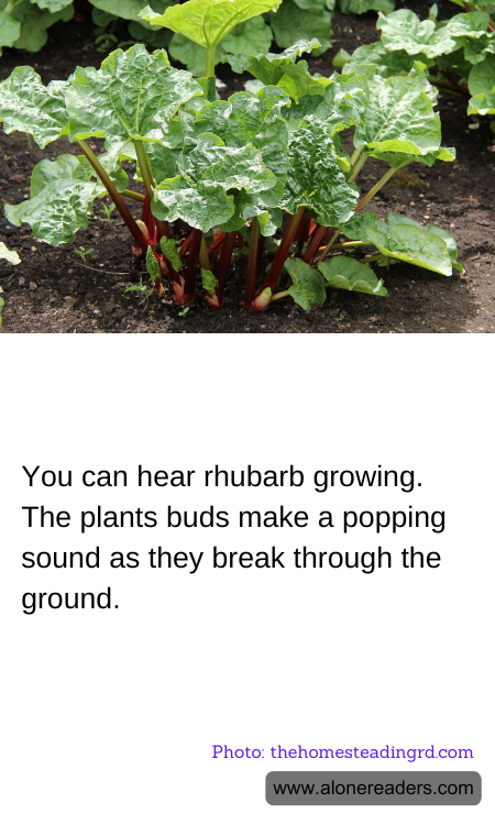 General Knowledge Learning Cards