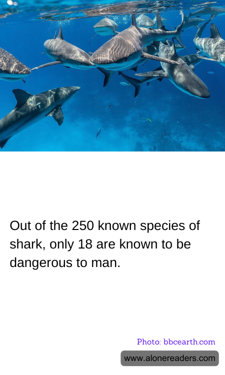 Out of the 250 known species of shark, only 18 are known to be dangerous to man.