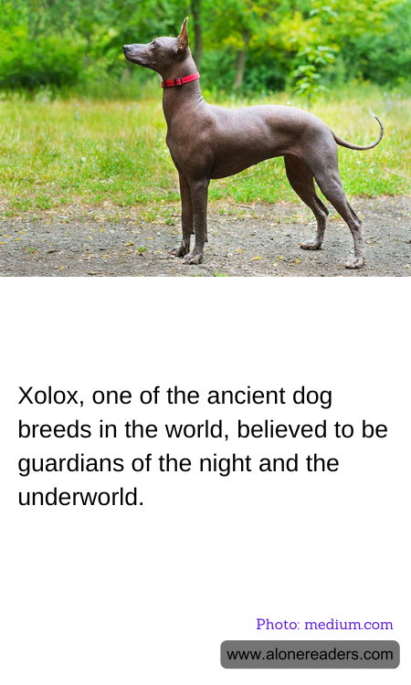 Xolox, one of the ancient dog breeds in the world, believed to be guardians of the night and the underworld.