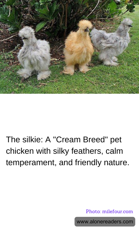 The silkie: A "Cream Breed" pet chicken with silky feathers, calm temperament, and friendly nature.
