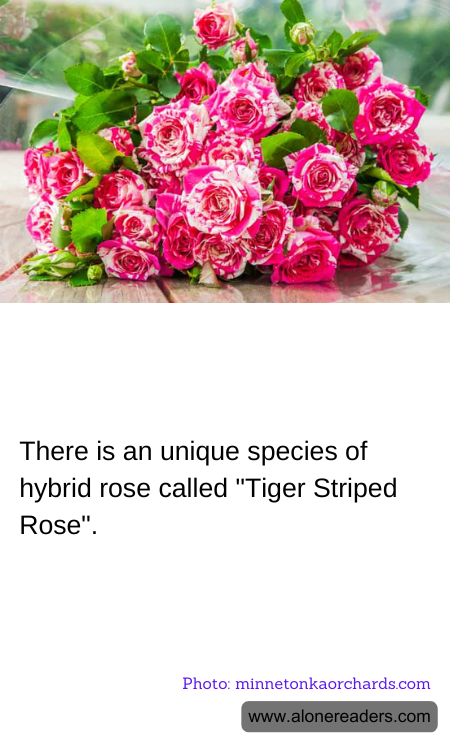 There is an unique species of hybrid rose called "Tiger Striped Rose".