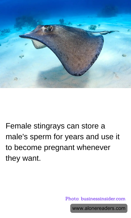 Female stingrays can store a male's sperm for years and use it to become pregnant whenever they want.