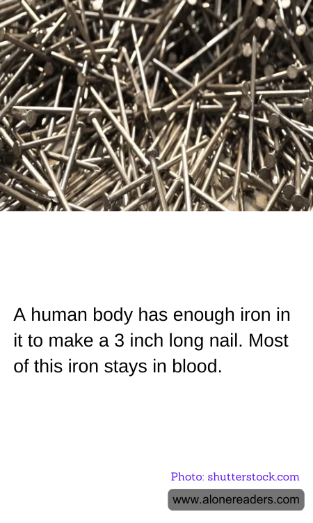 A human body has enough iron in it to make a 3 inch long nail. Most of this iron stays in blood.