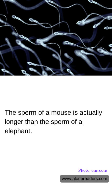 The sperm of a mouse is actually longer than the sperm of a elephant.