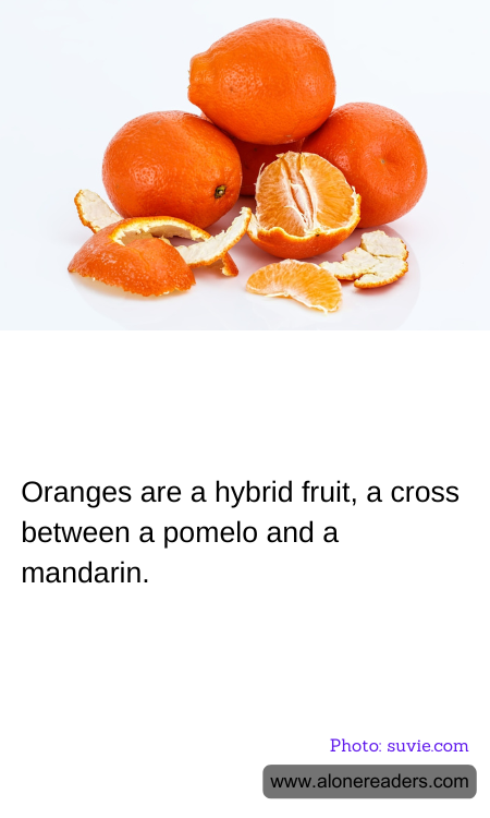 Oranges are a hybrid fruit, a cross between a pomelo and a mandarin.