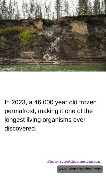 In 2023, a 46,000 year old frozen permafrost, making it one of the longest living organisms ever discovered.