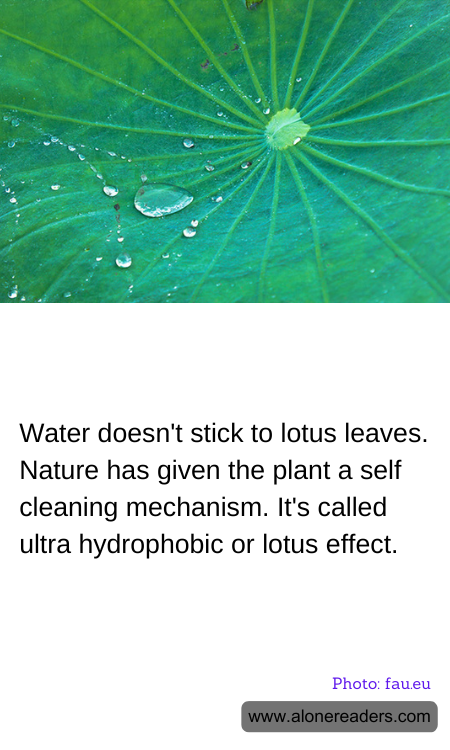 Water doesn't stick to lotus leaves. Nature has given the plant a self cleaning mechanism. It's called ultra hydrophobic or lotus effect.