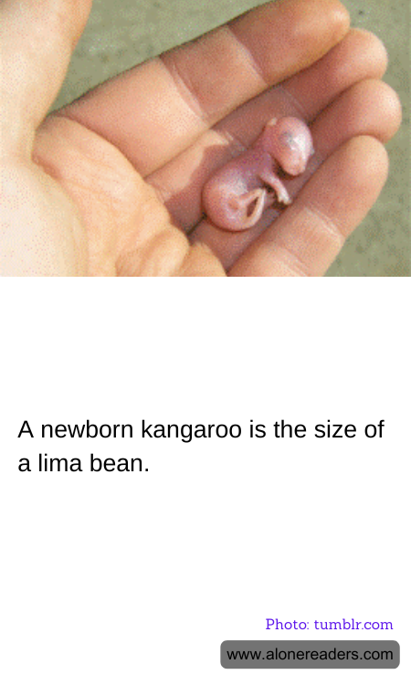 General Knowledge Learning Cards