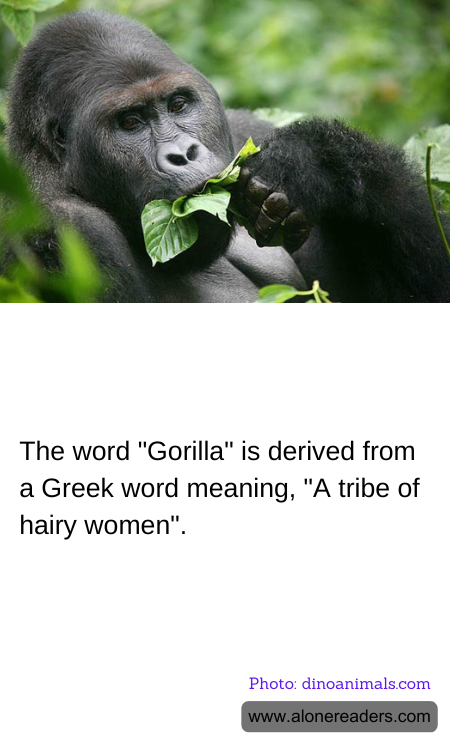 General Knowledge Learning Cards