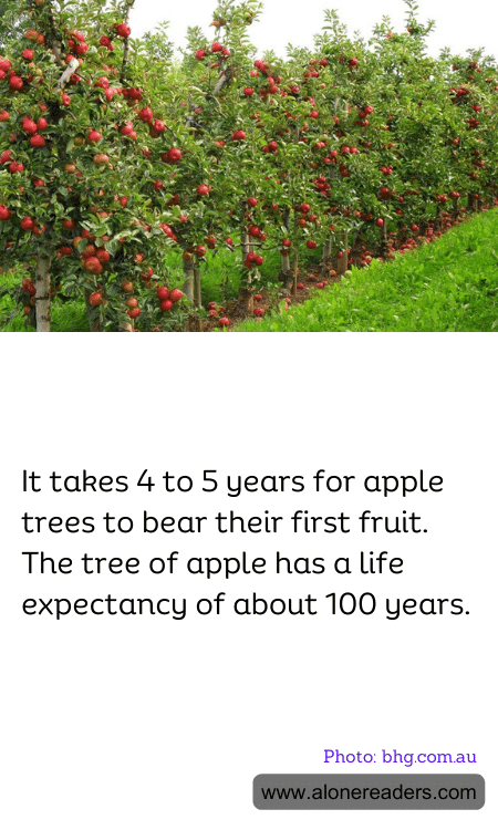 It takes 4 to 5 years for apple trees to bear their first fruit. The tree of apple has a life expectancy of about 100 years.