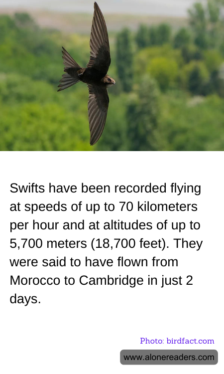 General Knowledge Learning Cards