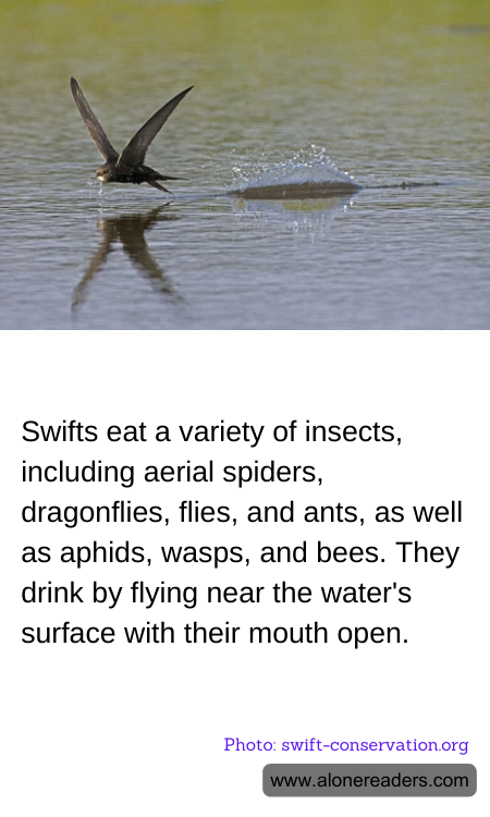 Swifts eat a variety of insects, including aerial spiders, dragonflies, flies, and ants, as well as aphids, wasps, and bees. They drink by flying near the water's surface with their mouth open.