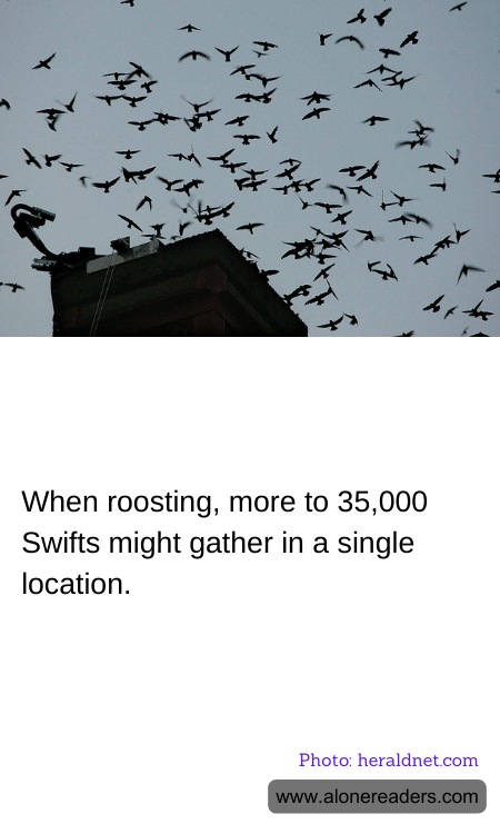 When roosting, more to 35,000 Swifts might gather in a single location.