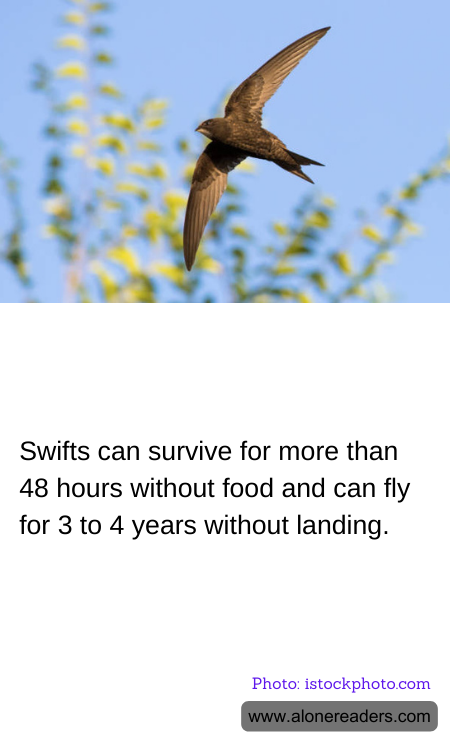 General Knowledge Learning Cards