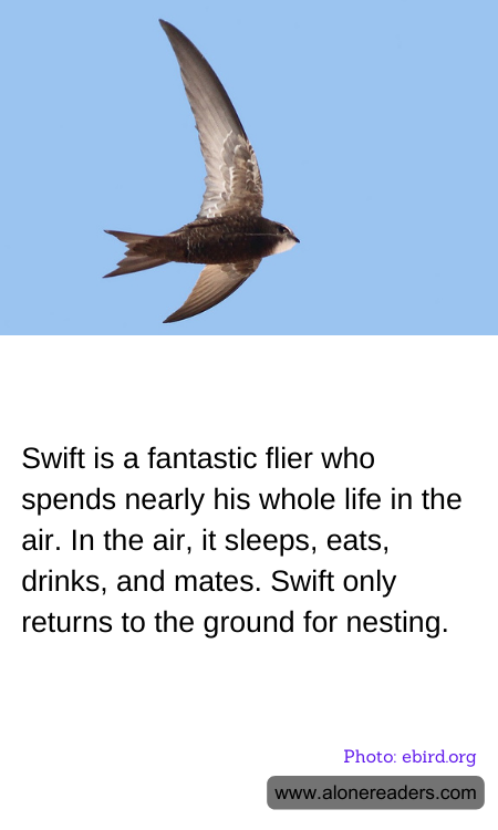 Swift is a fantastic flier who spends nearly his whole life in the air. In the air, it sleeps, eats, drinks, and mates. Swift only returns to the ground for nesting.