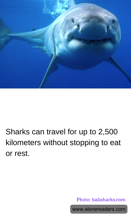 General Knowledge Learning Cards