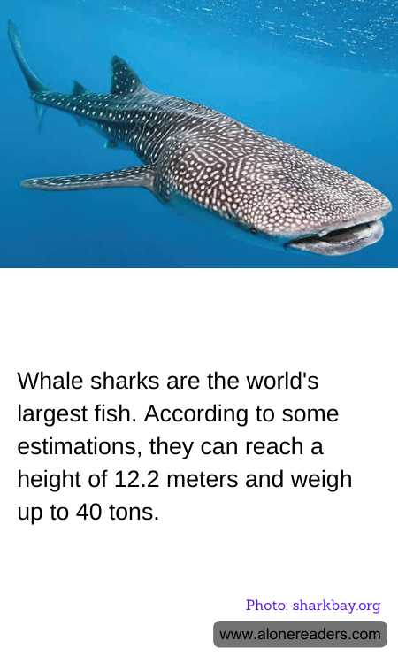 General Knowledge Learning Cards