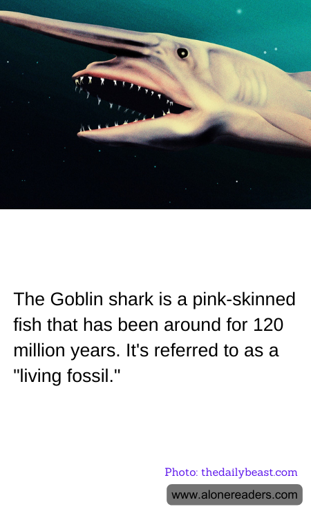 General Knowledge Learning Cards